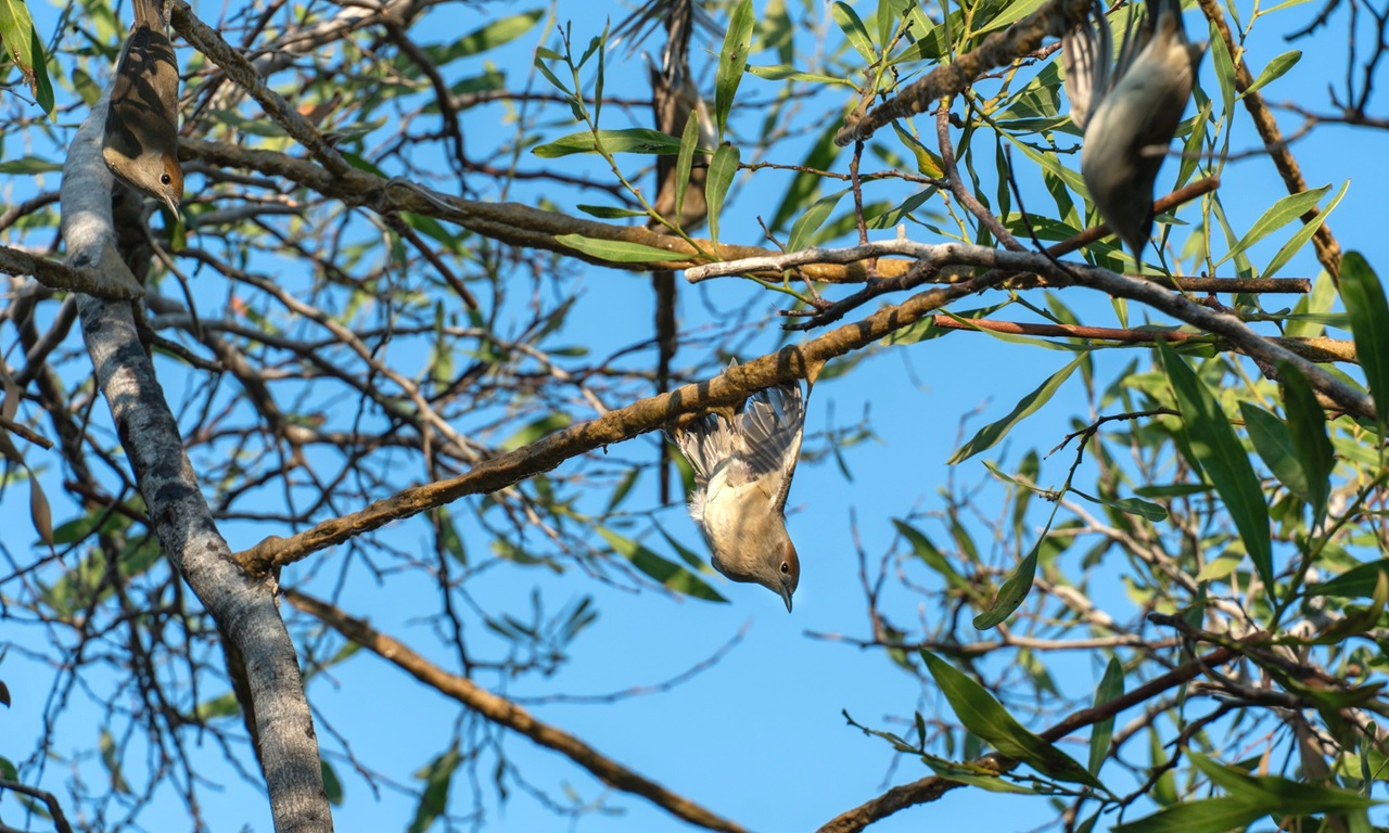 Cyprus Bird Protection Camp / Final Report Autumn 2025 - Bild 3